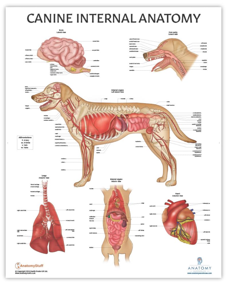 Amazon.co.jp: Anatomy Lab Canine Internal Anatomy Poster